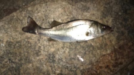 ホーム淀川での実釣調査