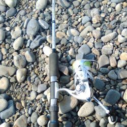 ヒラメ、サゴシを狙いに