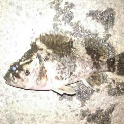 極寒のライトゲーム