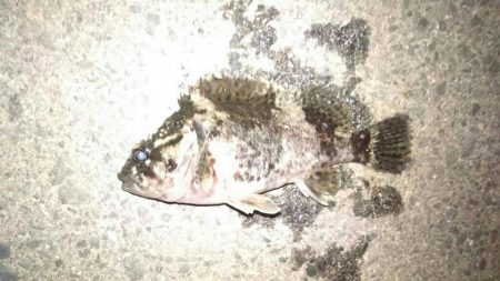 極寒のライトゲーム