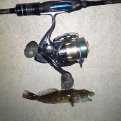 またもや極寒のライトゲーム