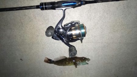 またもや極寒のライトゲーム