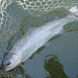 大安トラウトレイク 釣果