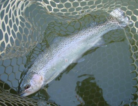 大安トラウトレイク 釣果
