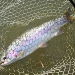 大安トラウトレイク 釣果