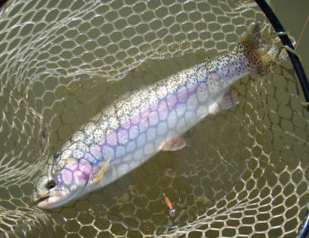 大安トラウトレイク 釣果