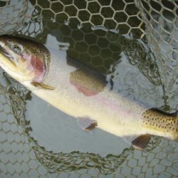 大安トラウトレイク 釣果