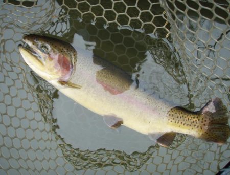 大安トラウトレイク 釣果