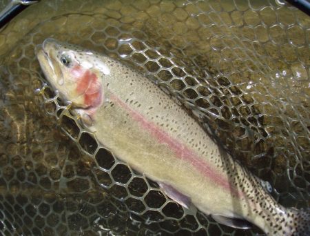 大安トラウトレイク 釣果