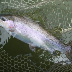 大安トラウトレイク 釣果