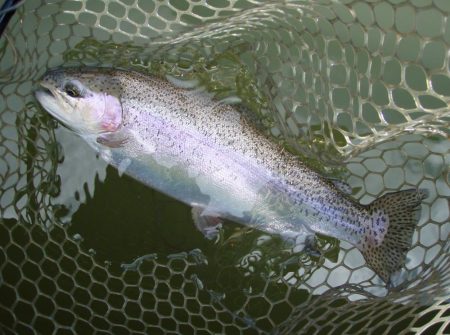 大安トラウトレイク 釣果