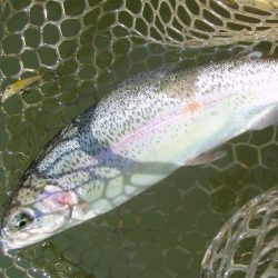 大安トラウトレイク 釣果