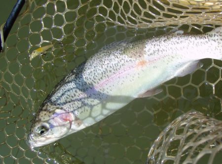 大安トラウトレイク 釣果