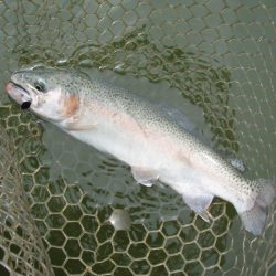 大安トラウトレイク 釣果