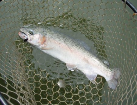 大安トラウトレイク 釣果