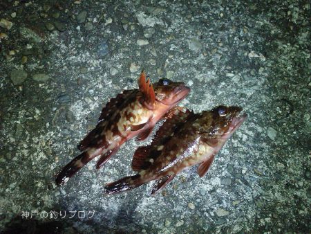 今回は寒かった〜！