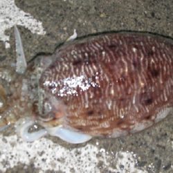 焼津港　太刀魚連日釣果、ヤリイカ、コウイカも釣れてます