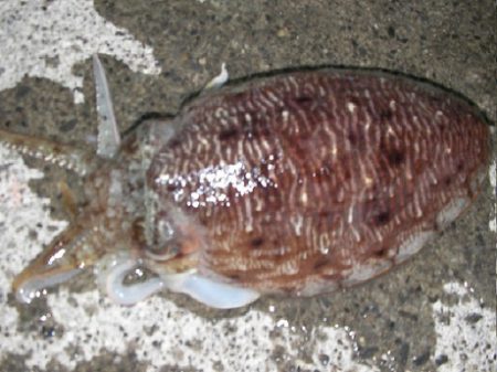 焼津港　太刀魚連日釣果、ヤリイカ、コウイカも釣れてます