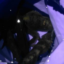 小島漁港周辺でメバリング