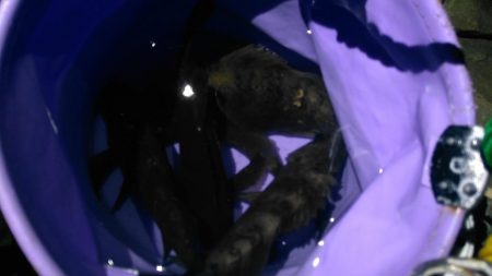 小島漁港周辺でメバリング