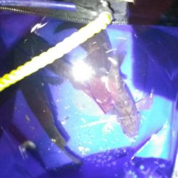 たまたま釣れて敗北感。