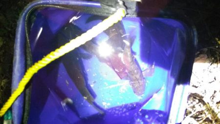 たまたま釣れて敗北感。