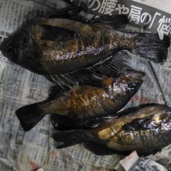 未明の込み潮狙い。