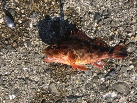 この時期は水温が低いので最低御坊まで‥