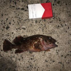 小雨の中イソメでぶっ込み釣り