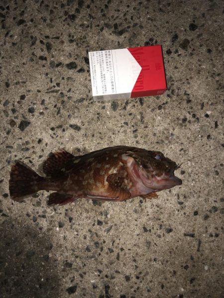 小雨の中イソメでぶっ込み釣り