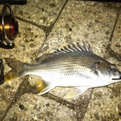 メバリング調査