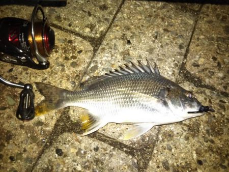 メバリング調査