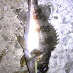 連日のライトゲーム