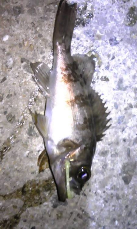 連日のライトゲーム