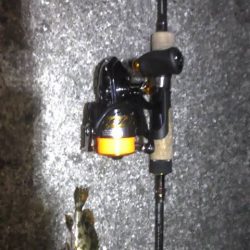 連日のライトゲーム