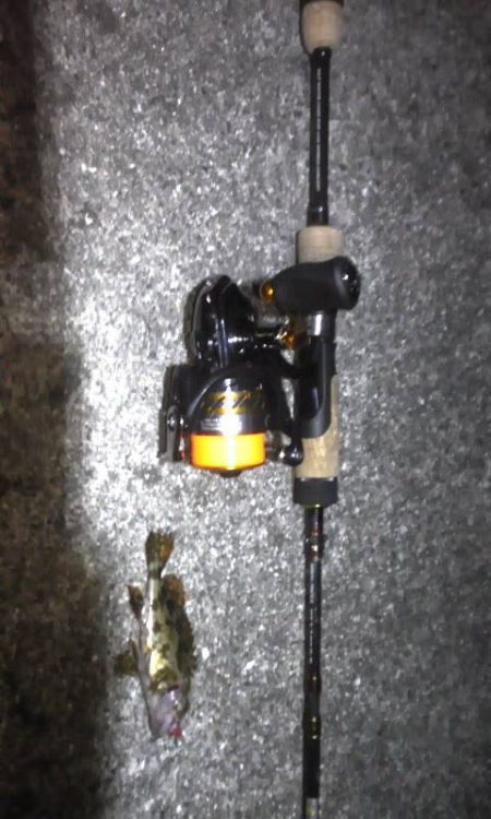 連日のライトゲーム