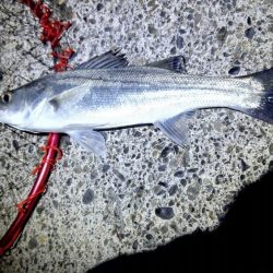 石津浜ではヤリイカ湾内ではシーバスやアジ