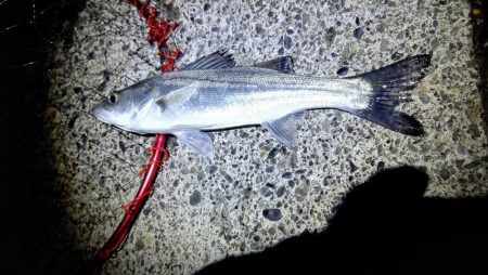 石津浜ではヤリイカ湾内ではシーバスやアジ