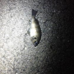 雨上がりメンバリング