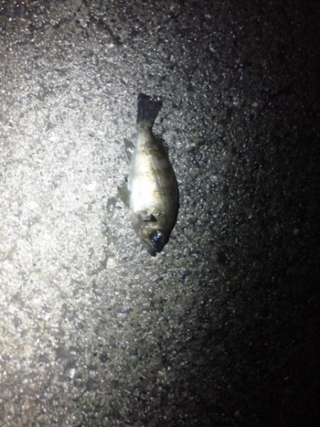 雨上がりメンバリング