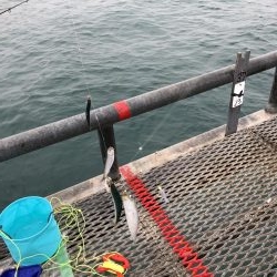 終わり間際ヒラメゲット！