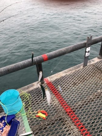 終わり間際ヒラメゲット！