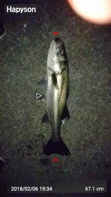 シーバスキャッチ