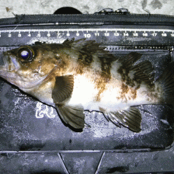 姫路メバリング（2018-3）