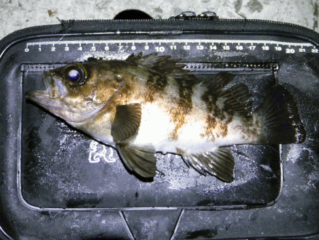 姫路メバリング（2018-3）