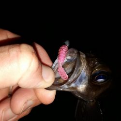 新規ポイントを開拓