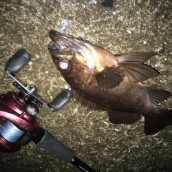 アオリ…じゃない！