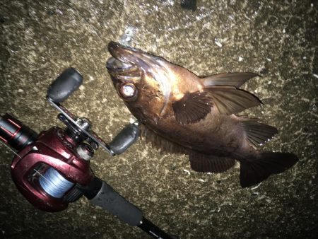 アオリ…じゃない！