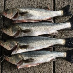 えび撒き絶好調