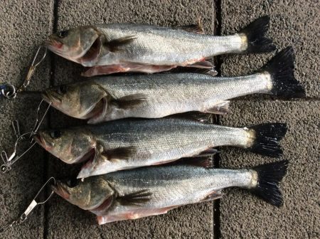 えび撒き絶好調